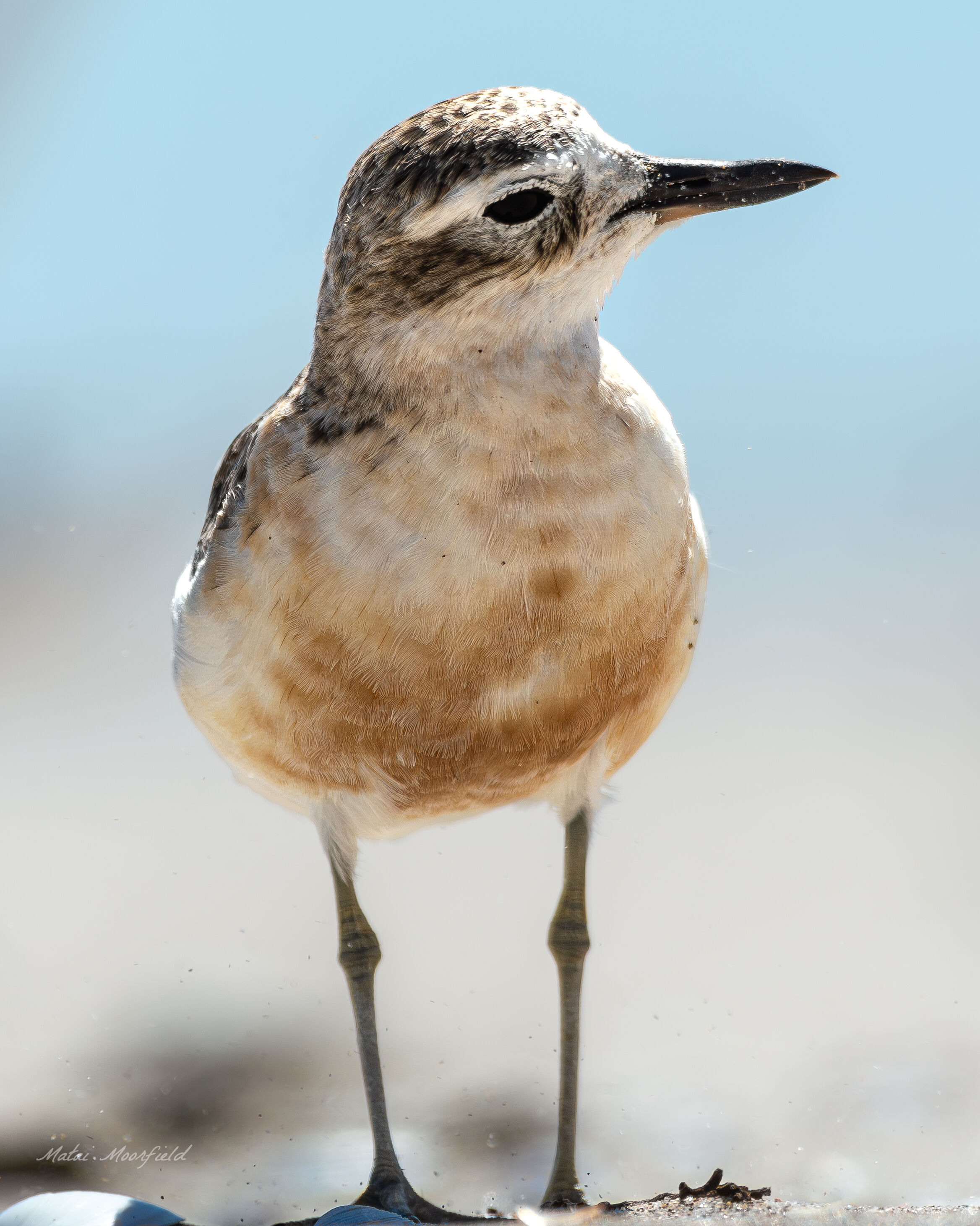 Native and endangered Northern Dotterel on a beach Native and endangered Northern Dotterel on a beach
